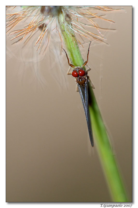 guardando dritto negli occhi dell'effimera.......
