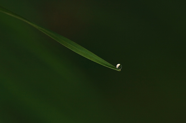 La prima goccia di rugiada