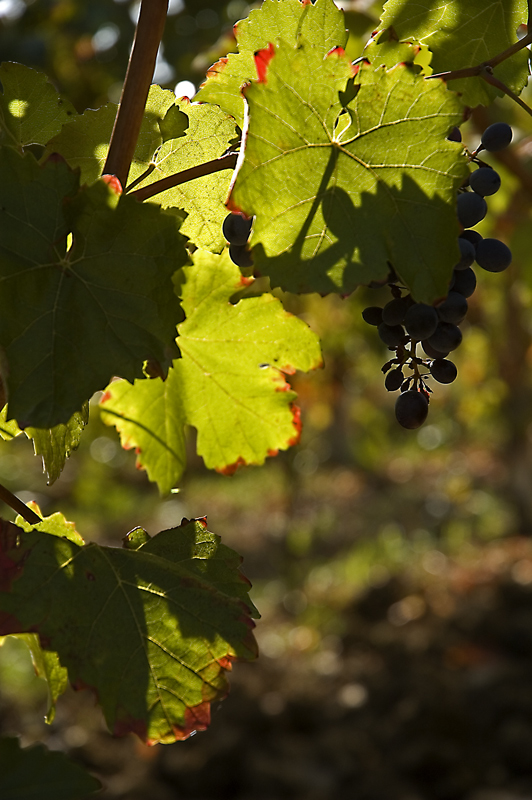 oro e rame (raduno NSF - valtidone ott 07)