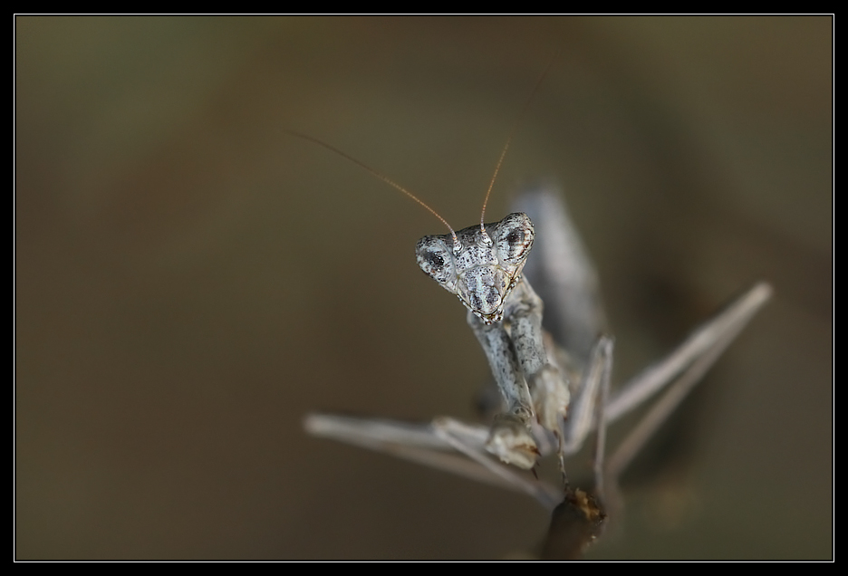 Ameles decolor primo piano