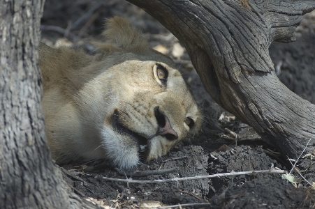 Il riposo della leonessa