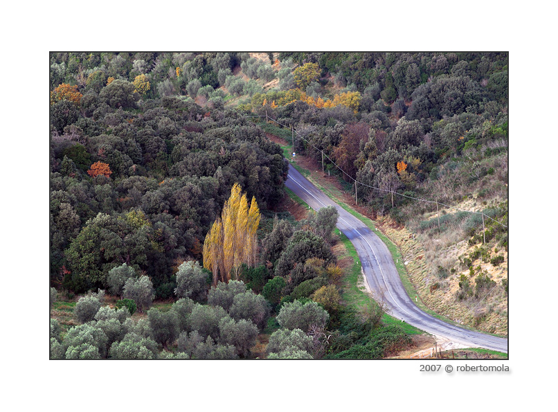 Vieni c'� una strada nel bosco