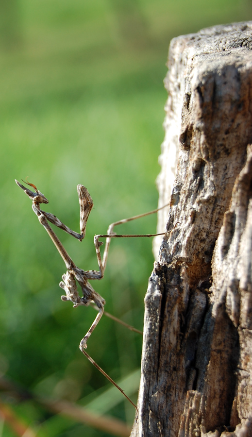 mantide... alieno o drago