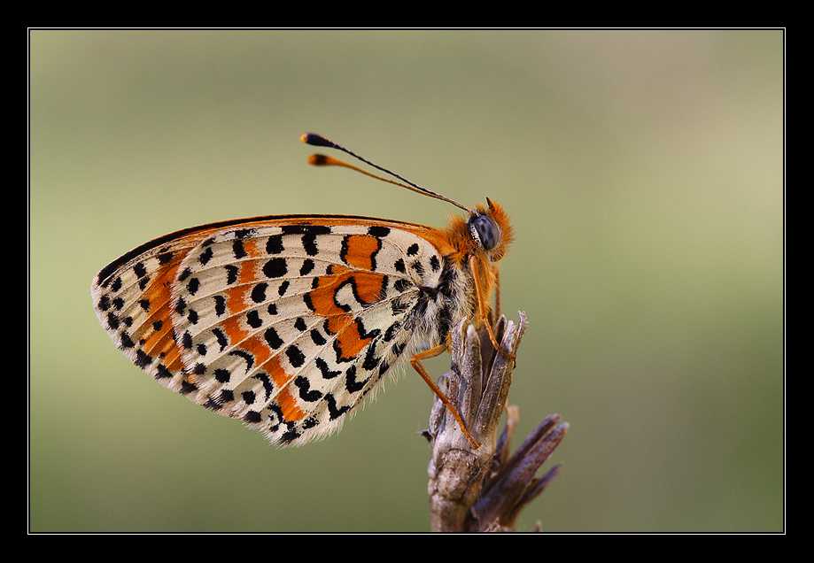 Melitaea didyma.