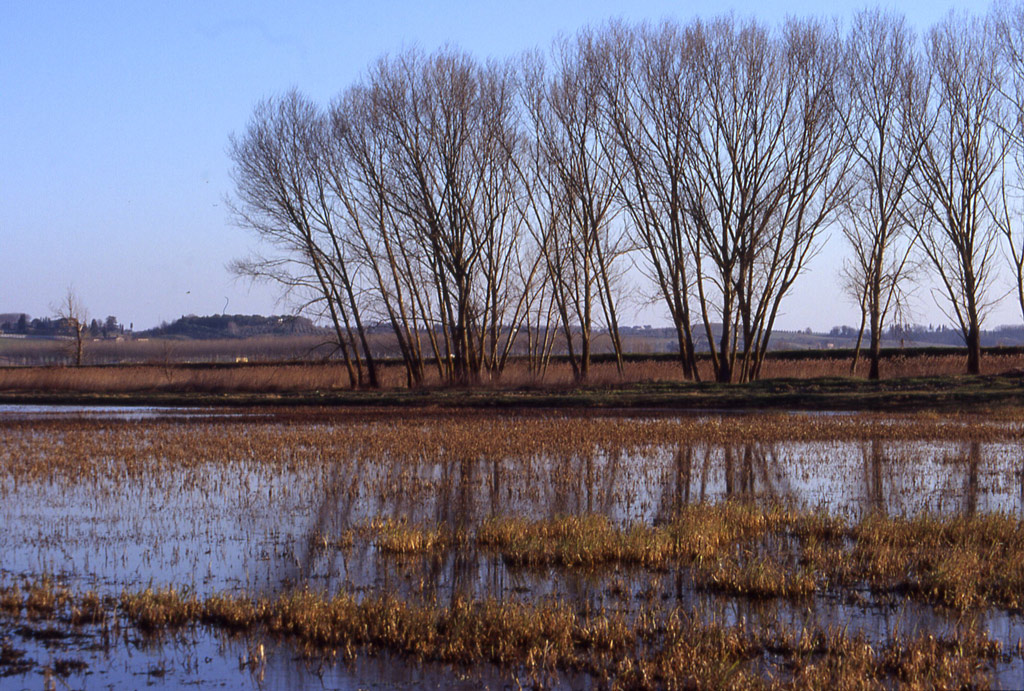 Padule di Fucecchio