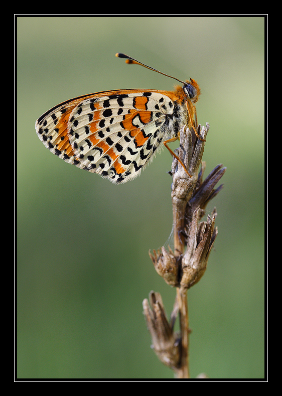 Di qua.... e di l�!