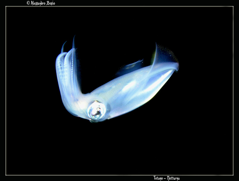 Capo Noli - Notturna - Totano