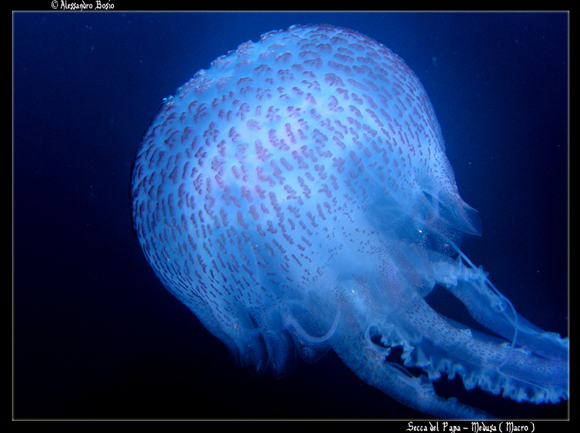 Secca del Papa - Medusa