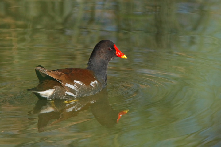 gallinella d'acqua