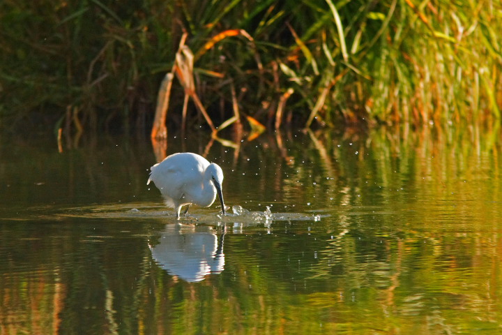 egretta garzetta