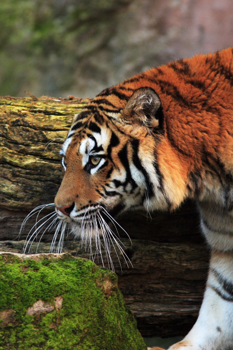 tigre siberiana