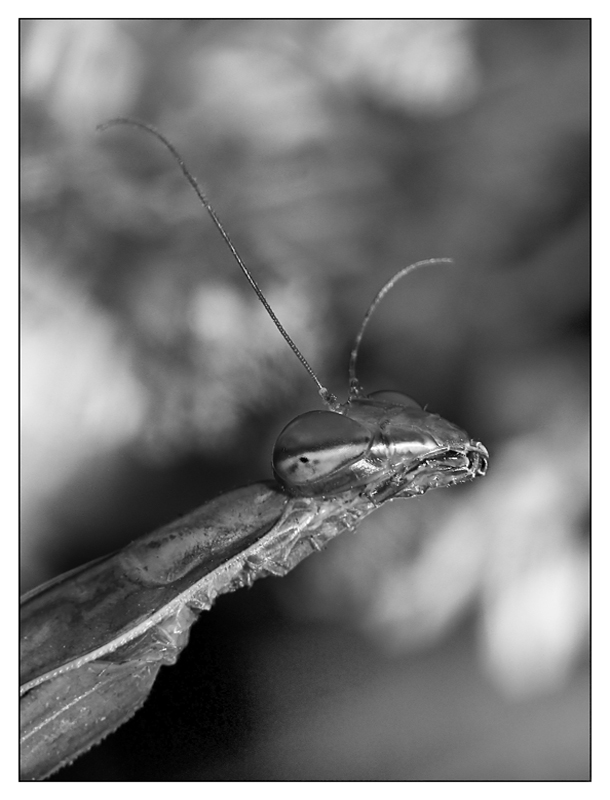 ::: RITRATTO DI MANTIDE :::