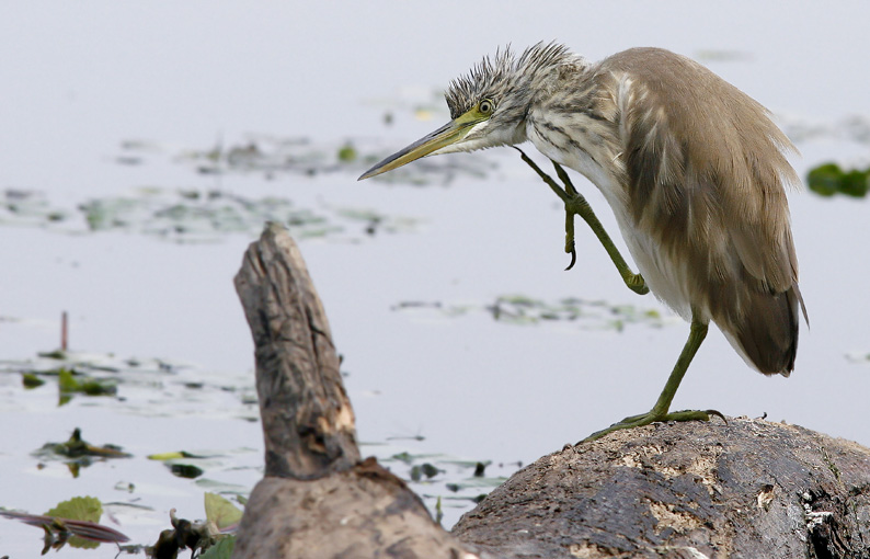 Renzo-Sgarza ciuffetto ancora