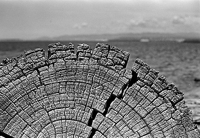 Il vecchio ed il mare