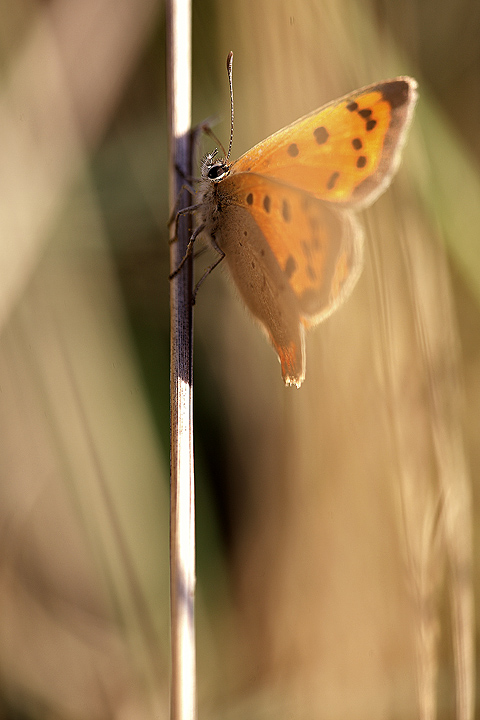 Uno spiraglio per la maf