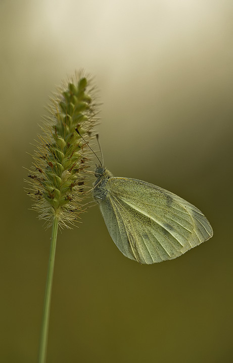 Una luce scese dal cielo.