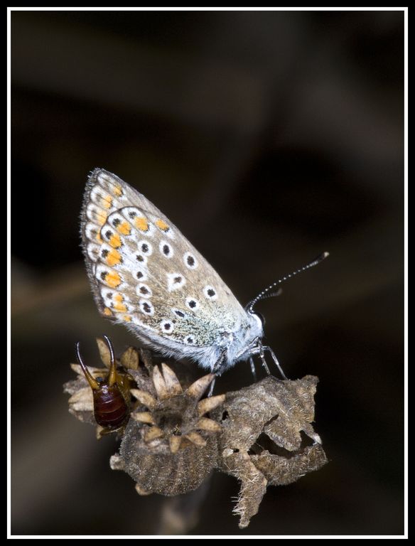 scusi: vuole un taglio normale o cotonato?