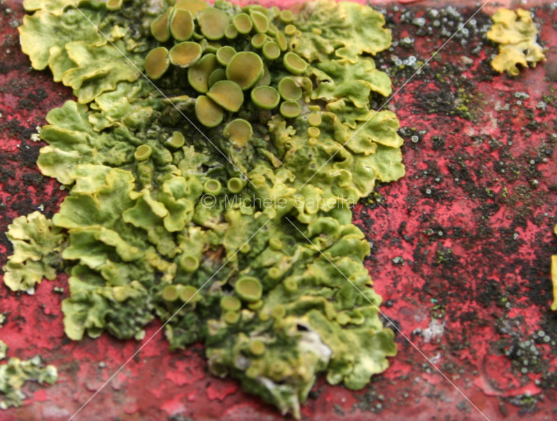 Un lichene trallalla', due licheni trallalla'