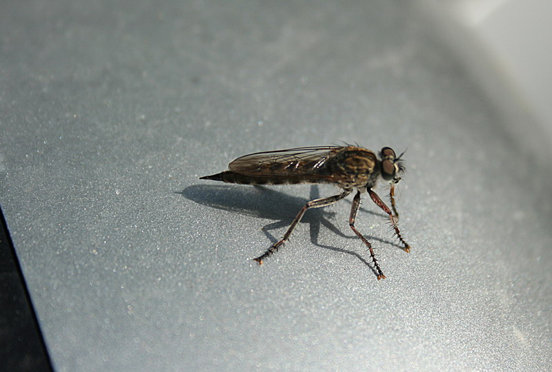 profilo mini sguardo