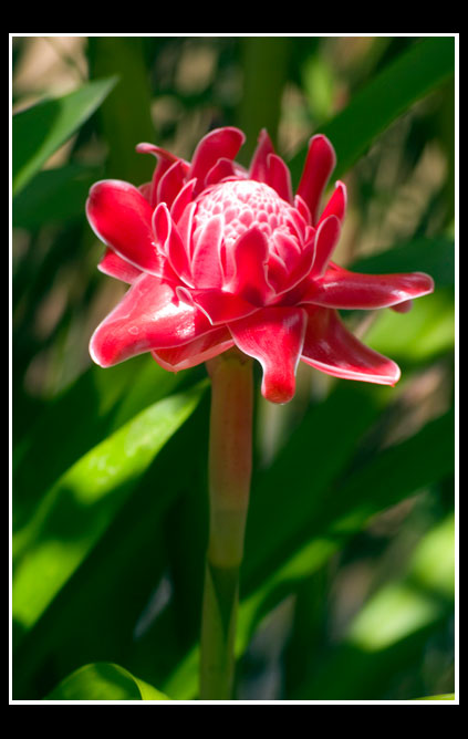 Thailandia "fiore nel giardino della mamma del re"
