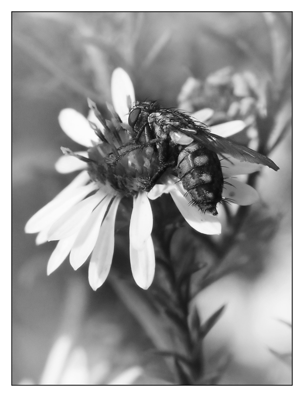 ::: UN'ALTRA MOSCA :::