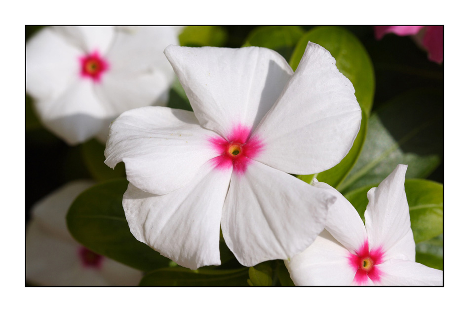 White flowers - aiutatemi a gestire i bianchi.....