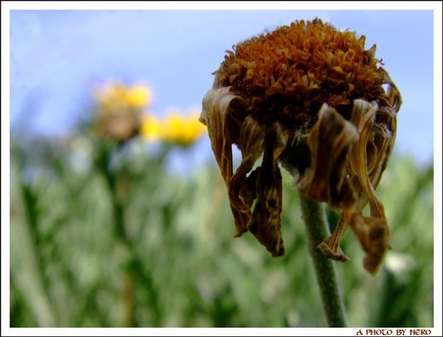 Appassire, Morire, Nel Verde