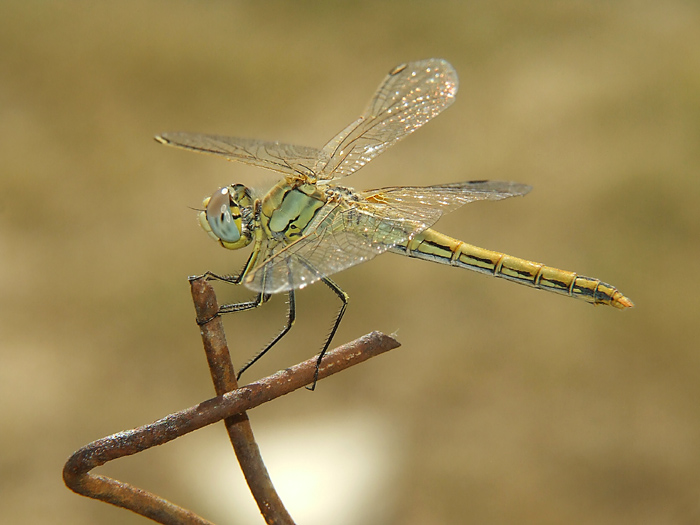 E qui ci faccio un nodo ...