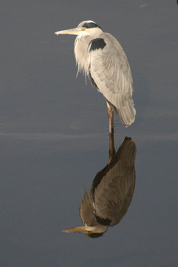 Che pace in questo specchio d'acqua....