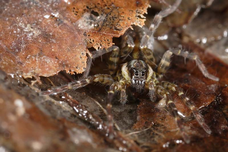 ragno sotto la foglia