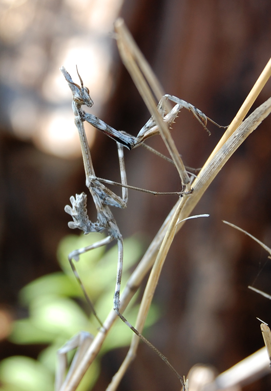 Empusa pennata
