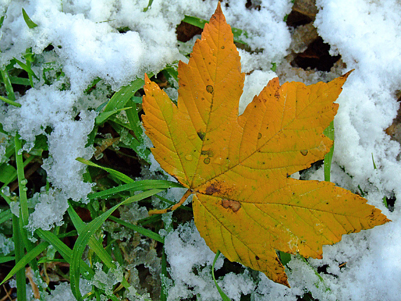 una foglia infreddolita...