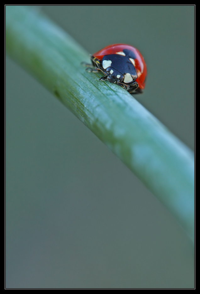 Coccinella su stelo