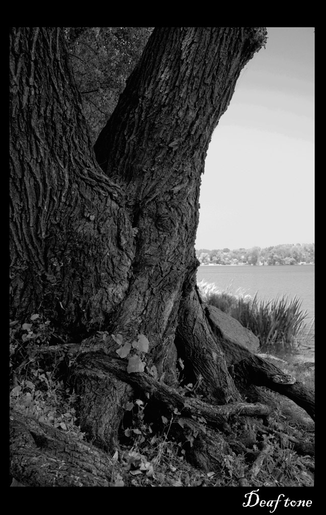 When trees make love