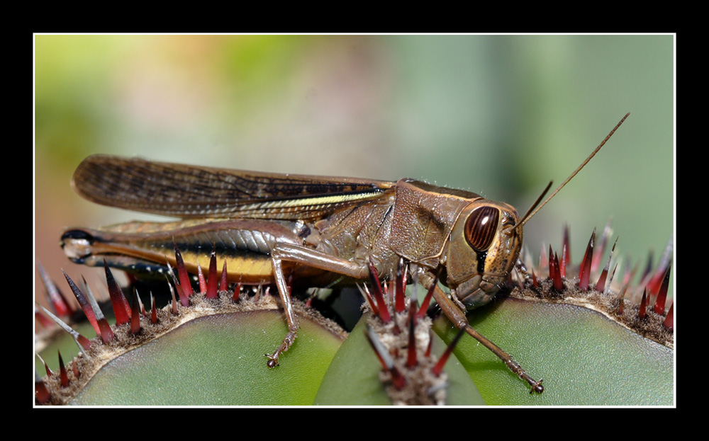 Prime foto con il  100 macro Canon