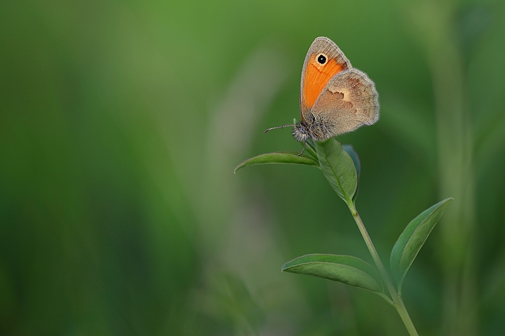 Una foto senza pretese....