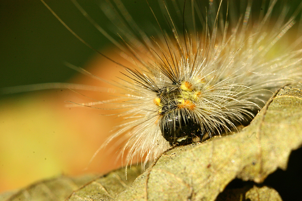 Guardami, guardami, .....