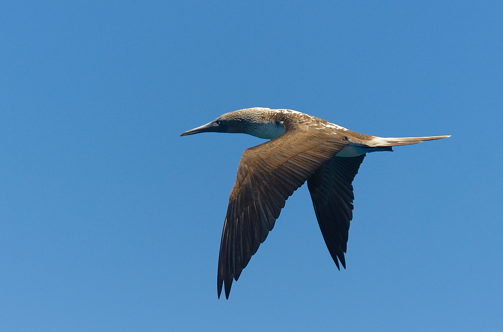 01 - Ecuador (Galapagos-Fauna)