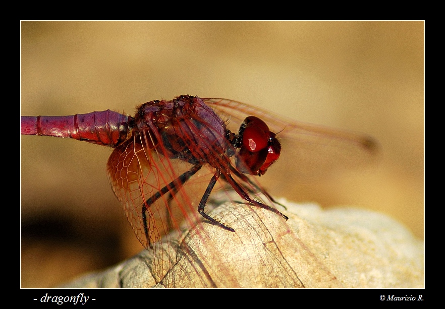 dragonfly