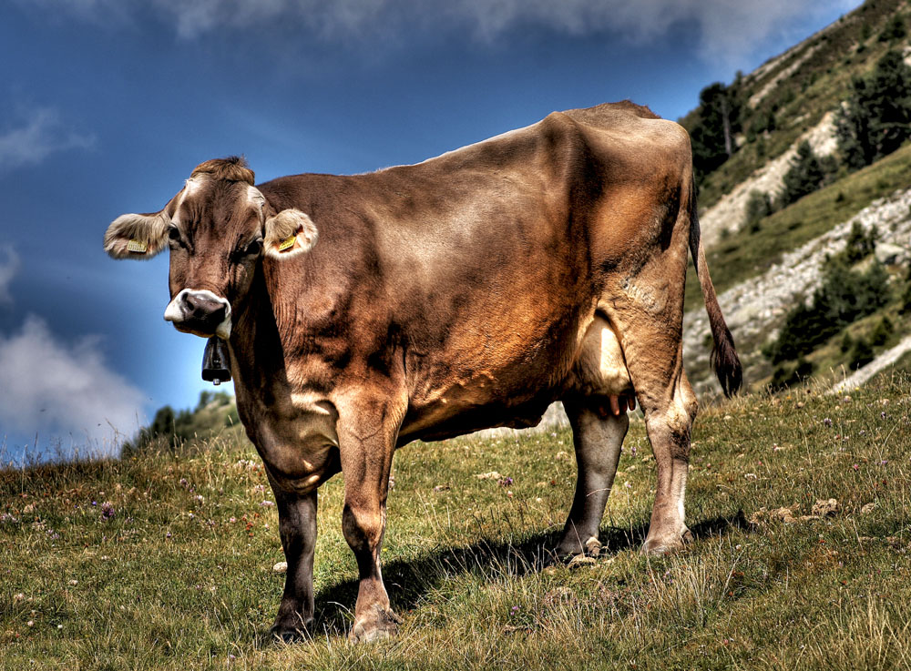 Mucca Alpina in 3D......