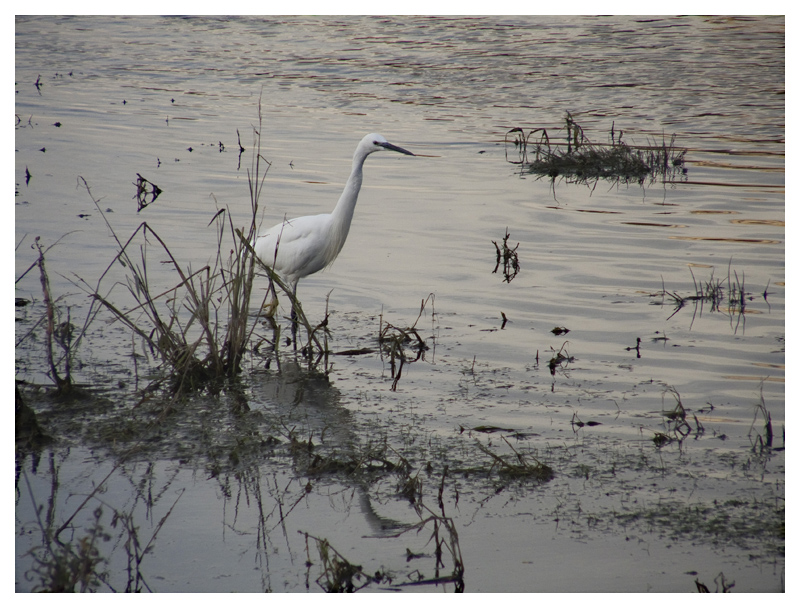 garzetta (Egretta garzetta)