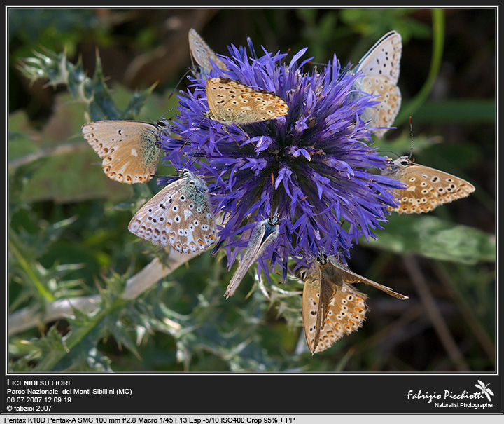 Full... di Licenidi !