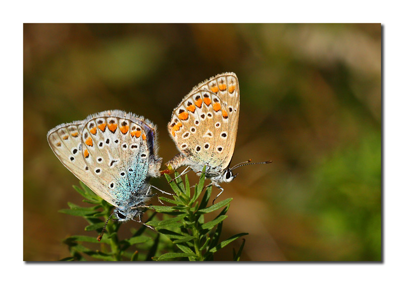 Plebejus (Aricia)agestis f+m