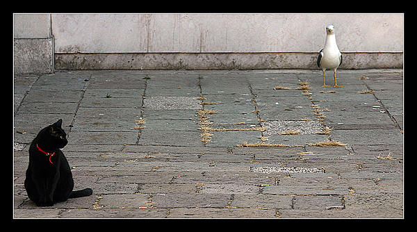 la gabbianelle e il gatto