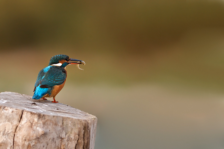 uff.. pesce anche oggi