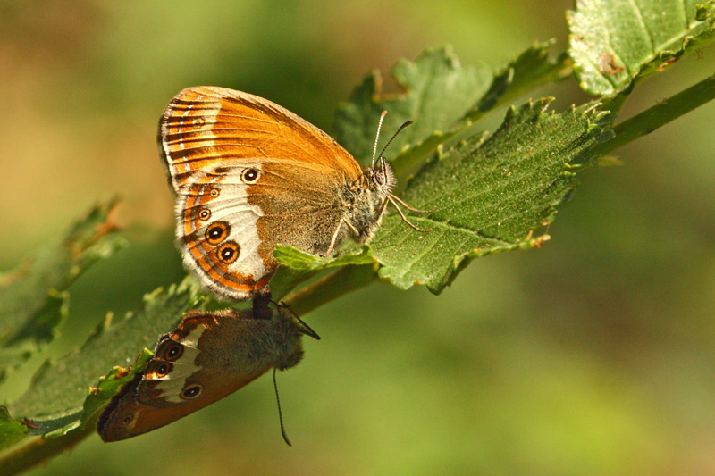 Coenonympha arcania