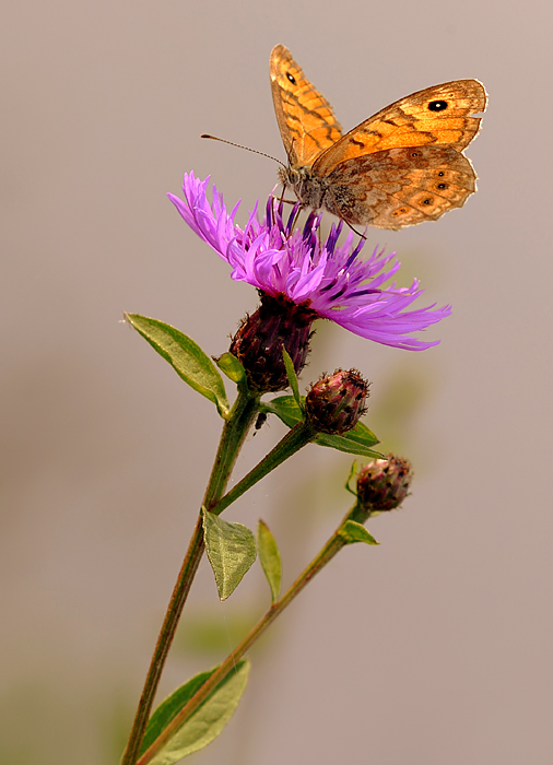 Al tramontar del sol