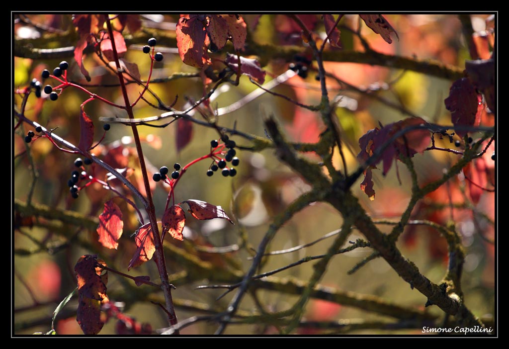 Colori d'autunno