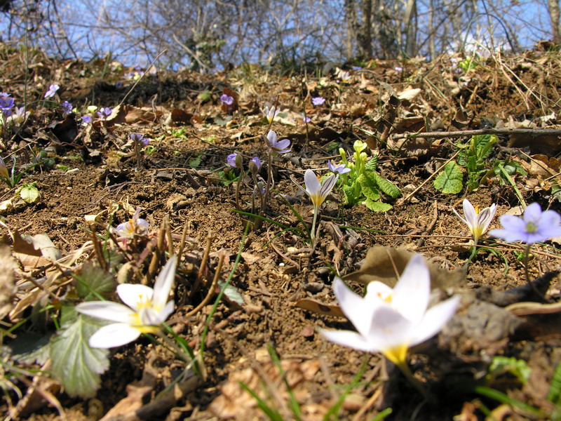 primavera nel bosco...