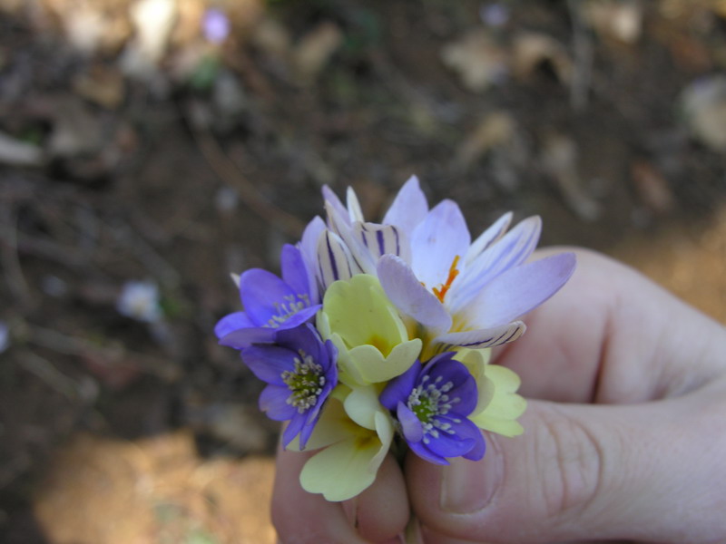 quel mazzolin di fiori...